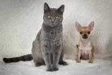 chihuahua and chartreux