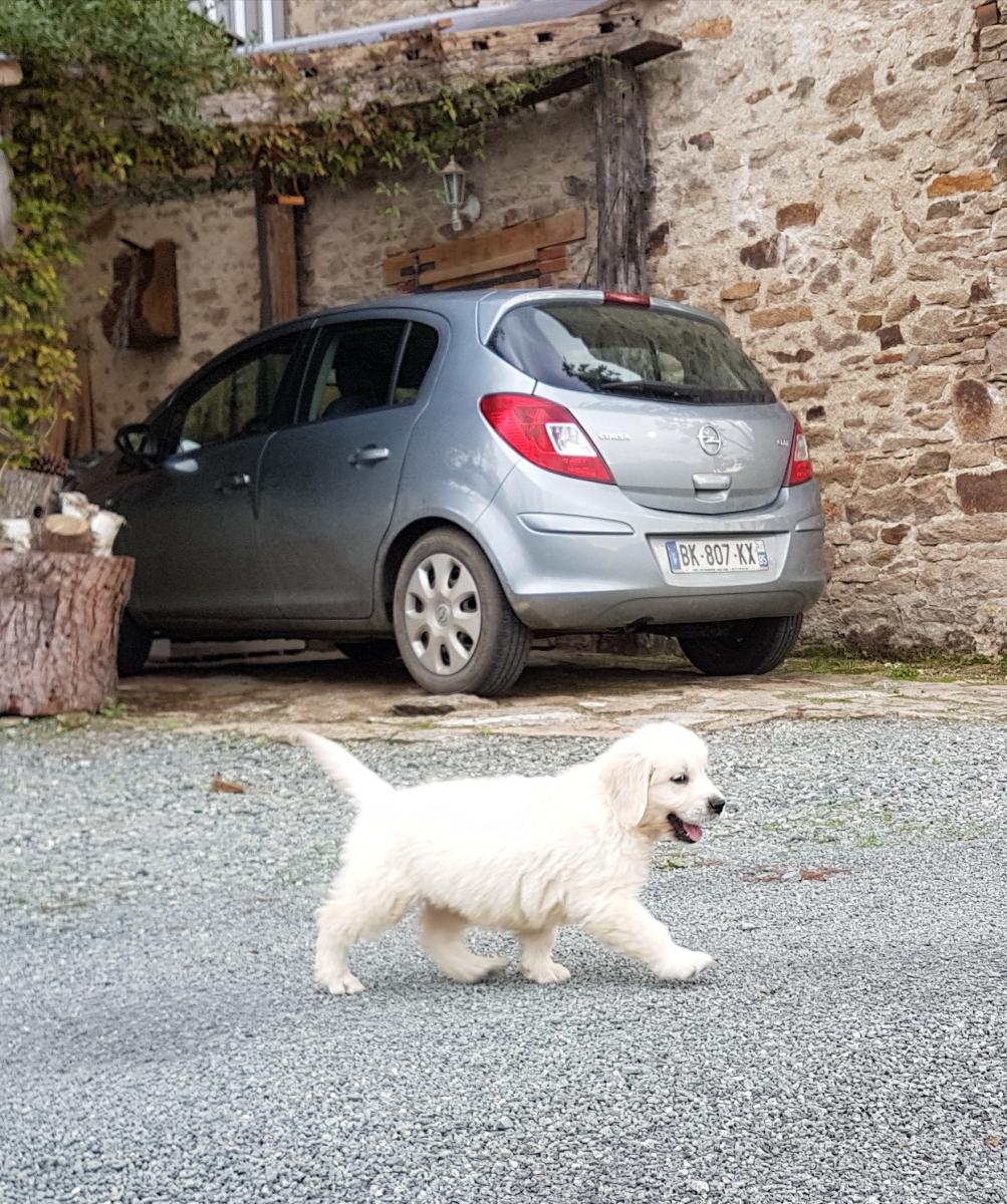 Golden retriever