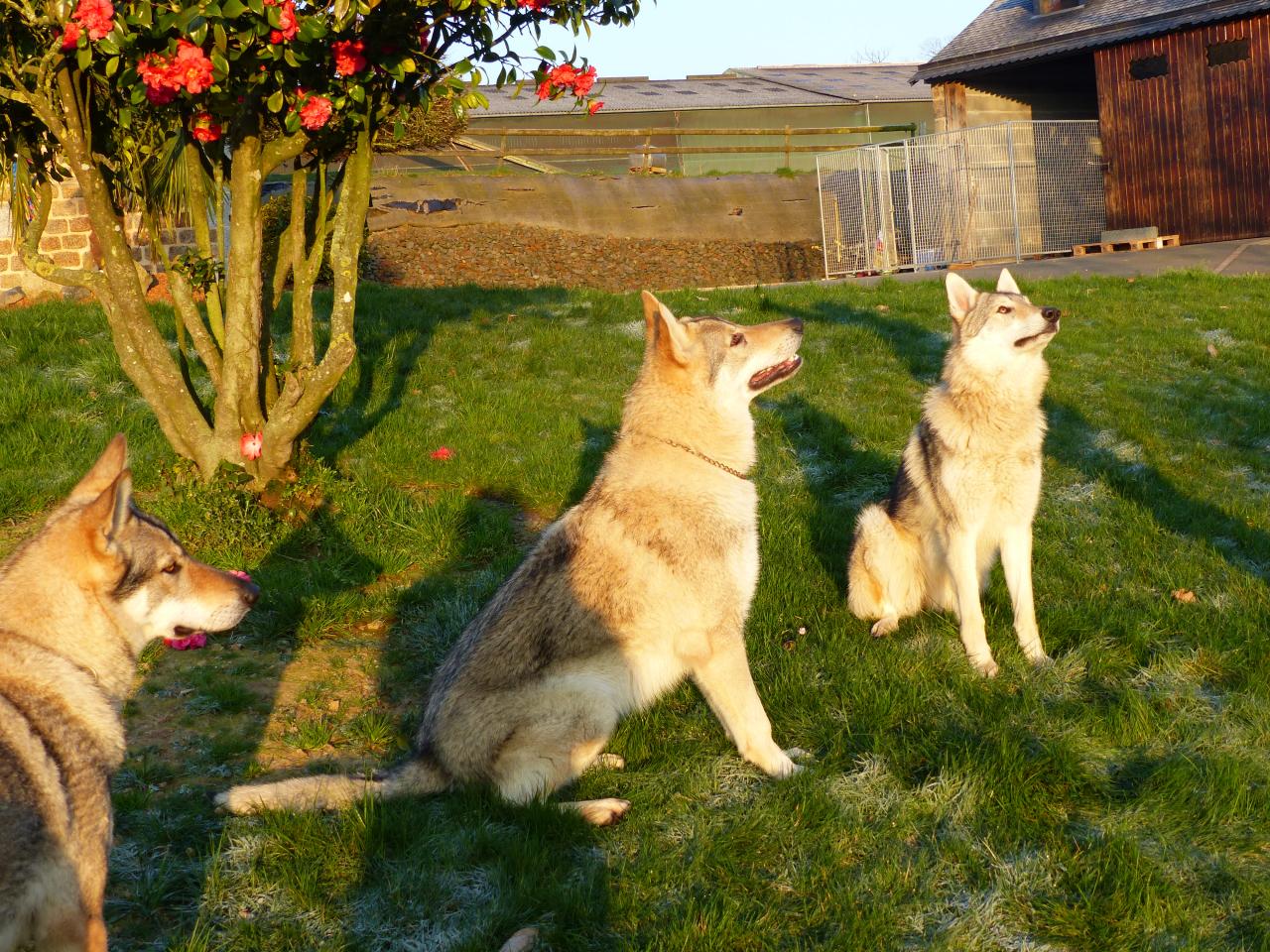 De La Meute De Lounaby éleveur De Chien Loup Tchécoslovaque