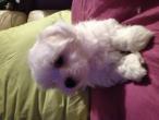 Nos chiots et adultes bichon maltais