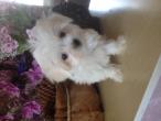 Nos chiots et adultes bichon maltais