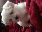 Nos chiots et adultes bichon maltais