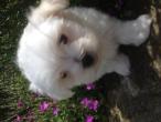 Nos chiots et adultes bichon maltais