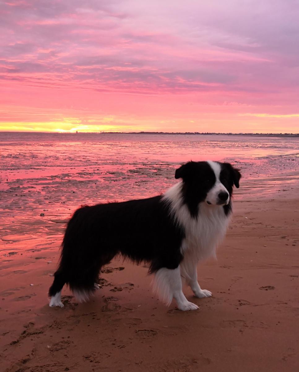 Border collie