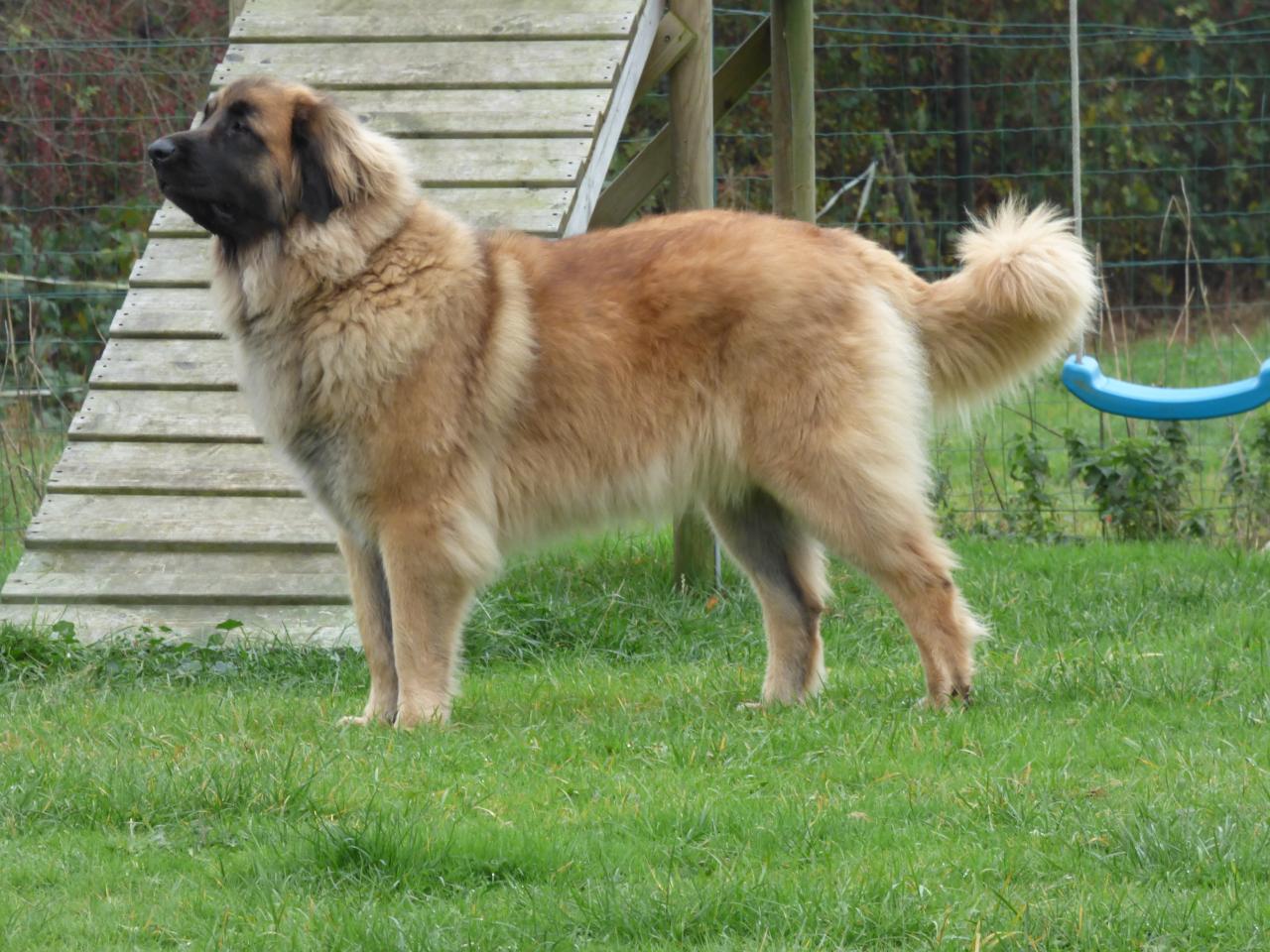 Leonberg