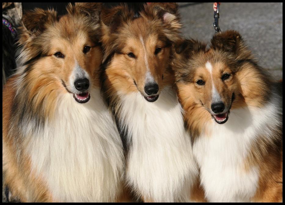 Les Jardins De Becky éleveur De Chien De Berger Des