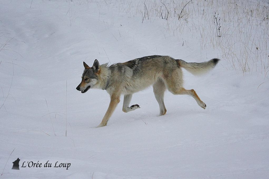 Photo De Chien De Race Chien Loup Tchécoslovaque Sybel