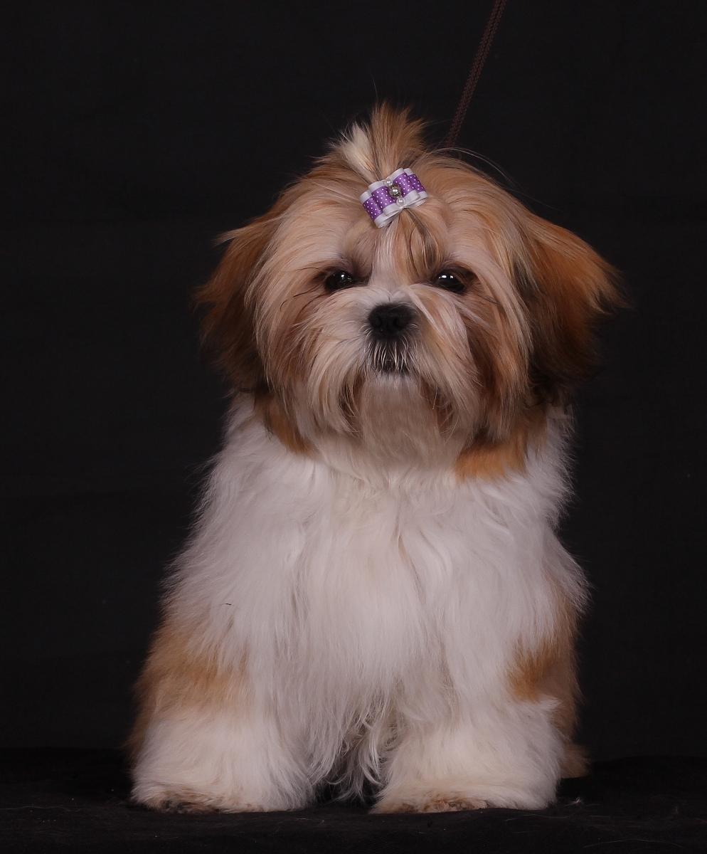 Shih tzu