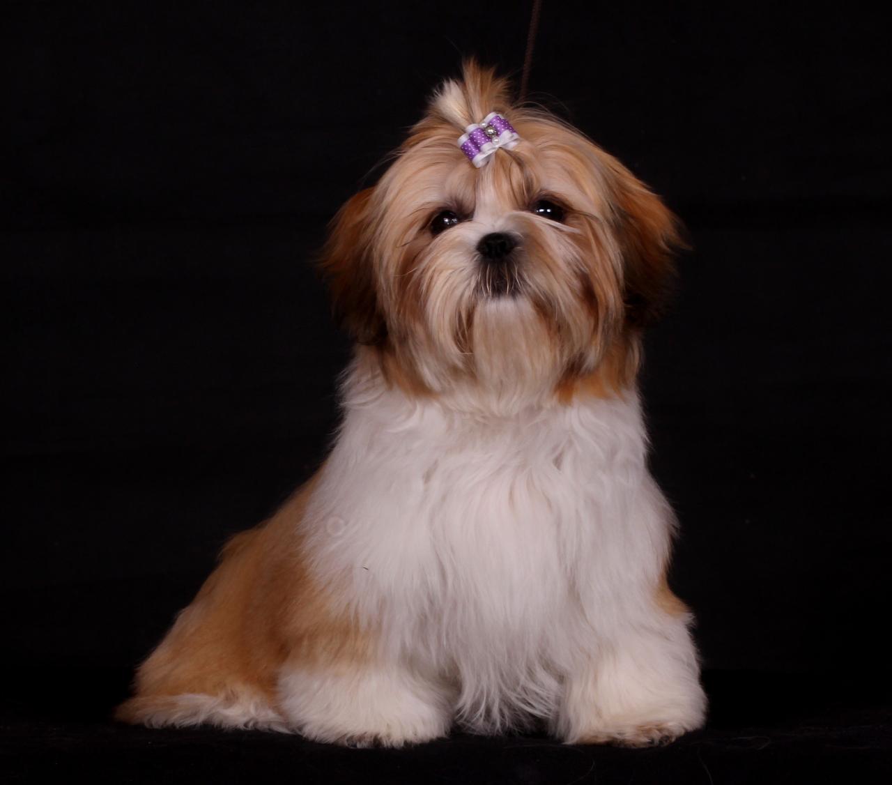 Shih tzu