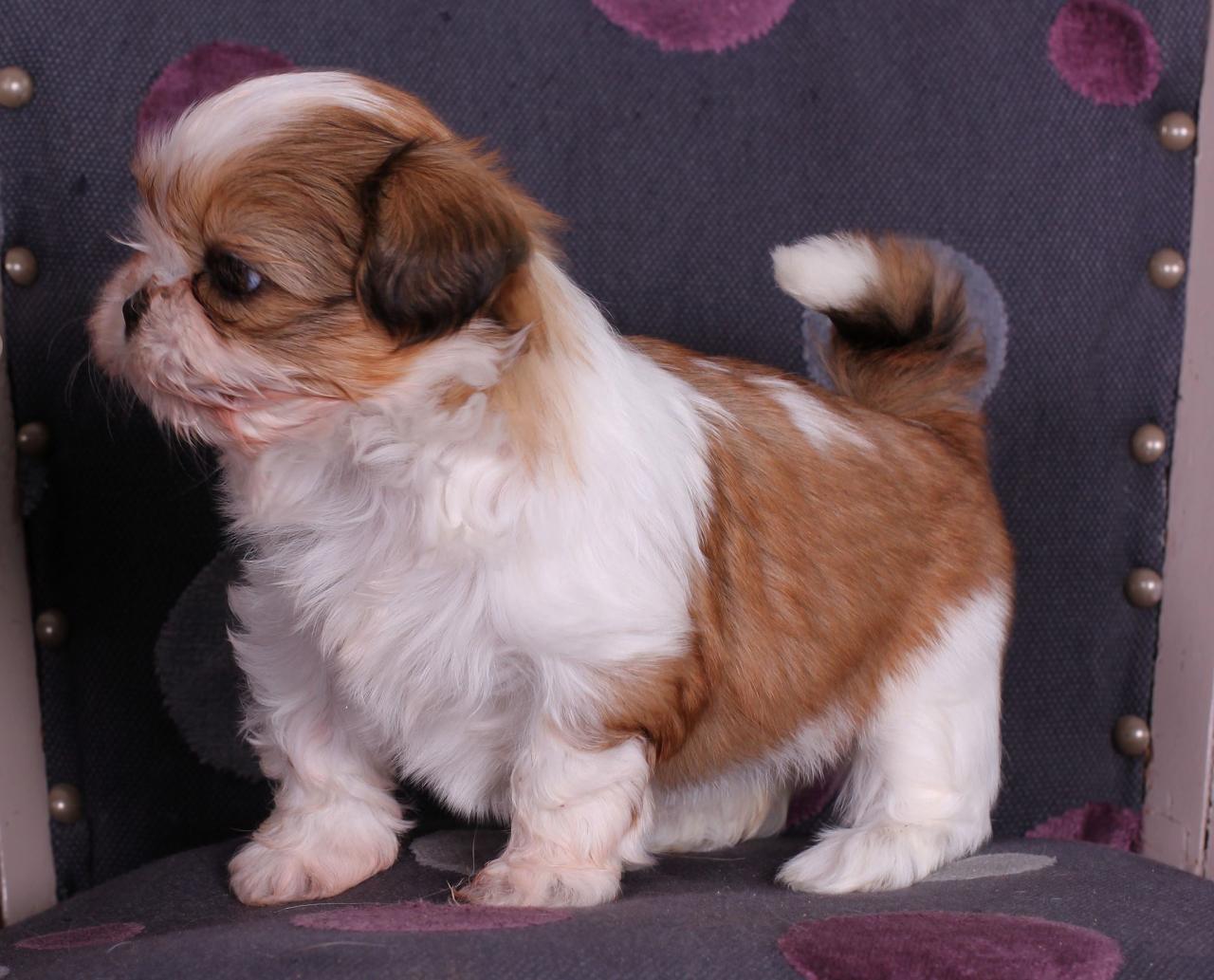 Shih tzu