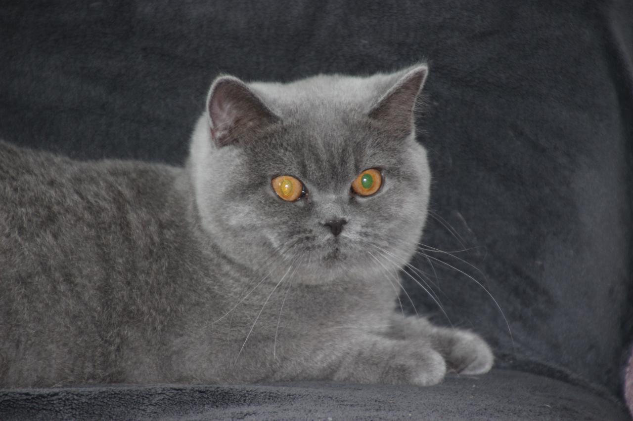 British shorthair