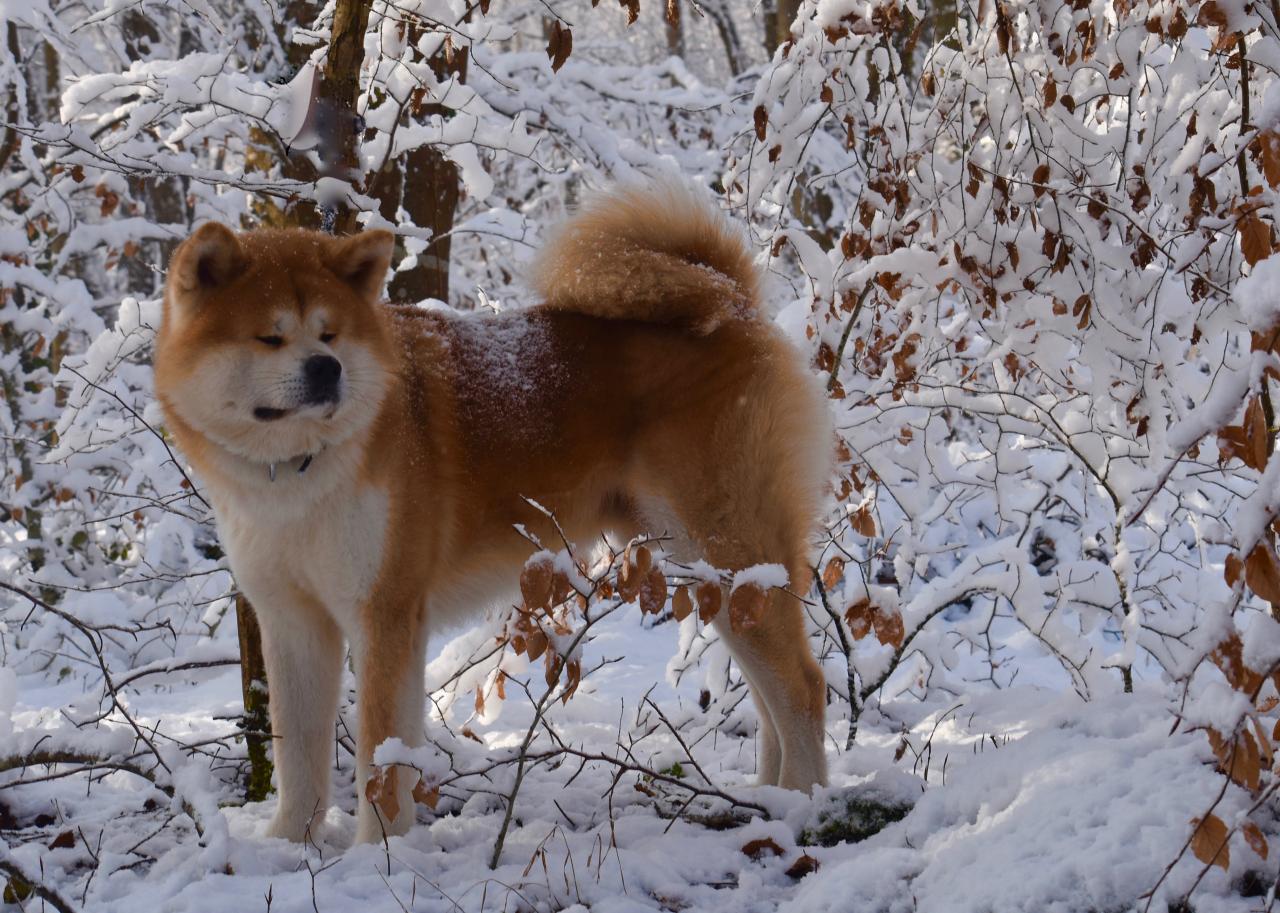 akitas