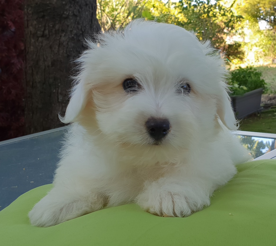 Les photos de Coton de tulear de l'élevage Du Clos De Montaigu