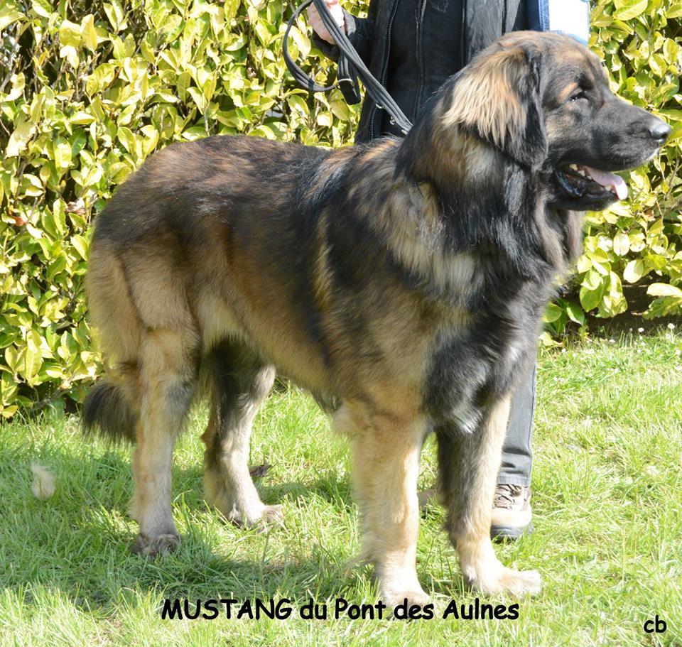 mustang du pont des aulnes