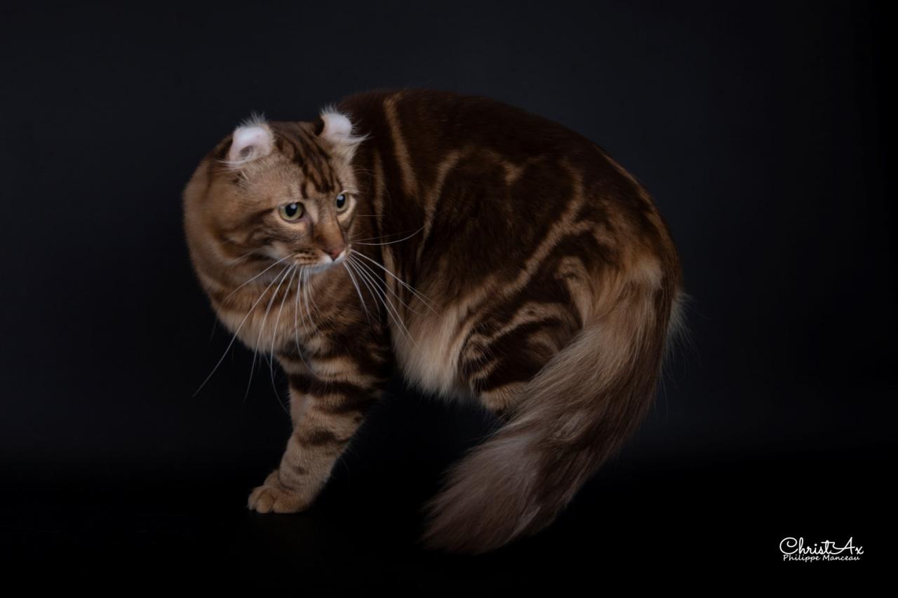 American curl poil long