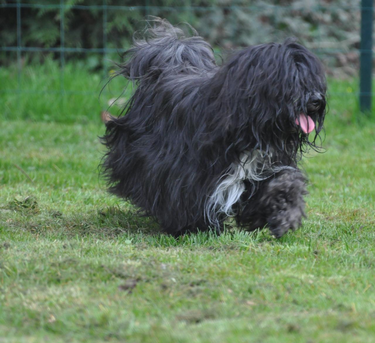 Terrier tibetain