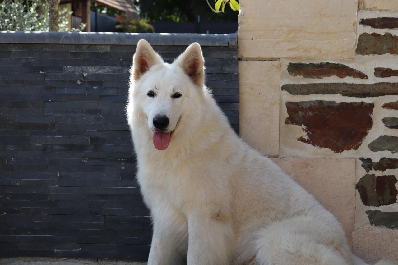 Le Paradis Boupi éleveur De Berger Blanc Suisse Situé à