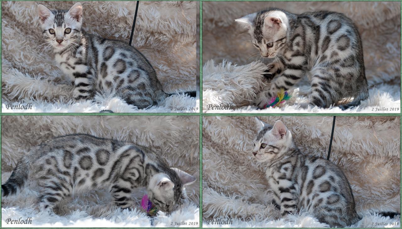 Chat Bengal Black Silver