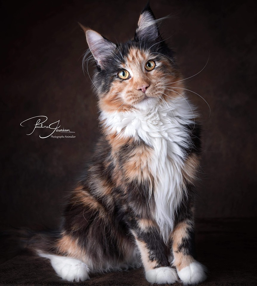 Maine coon