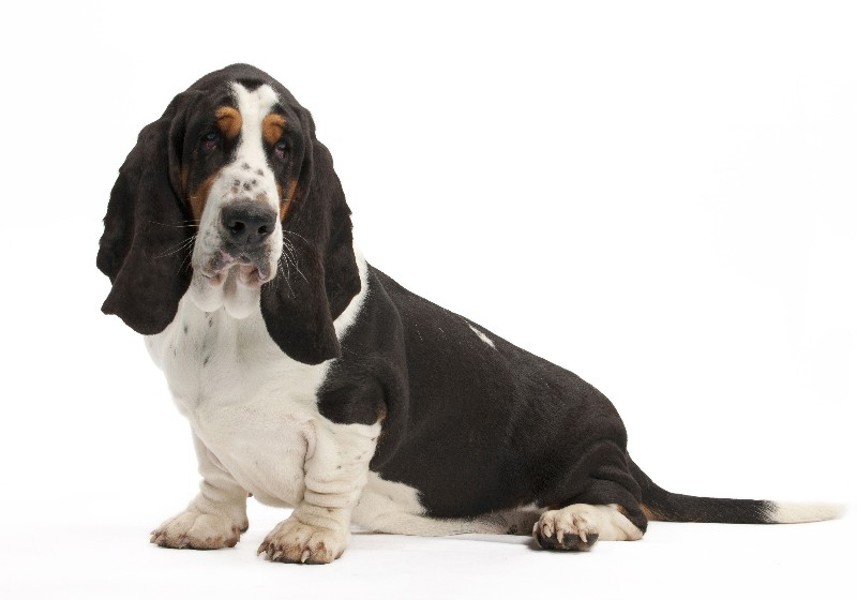 Basset hound