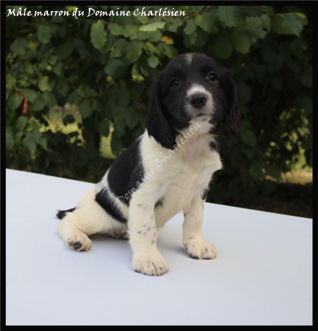 Chiots English Springer Spaniel