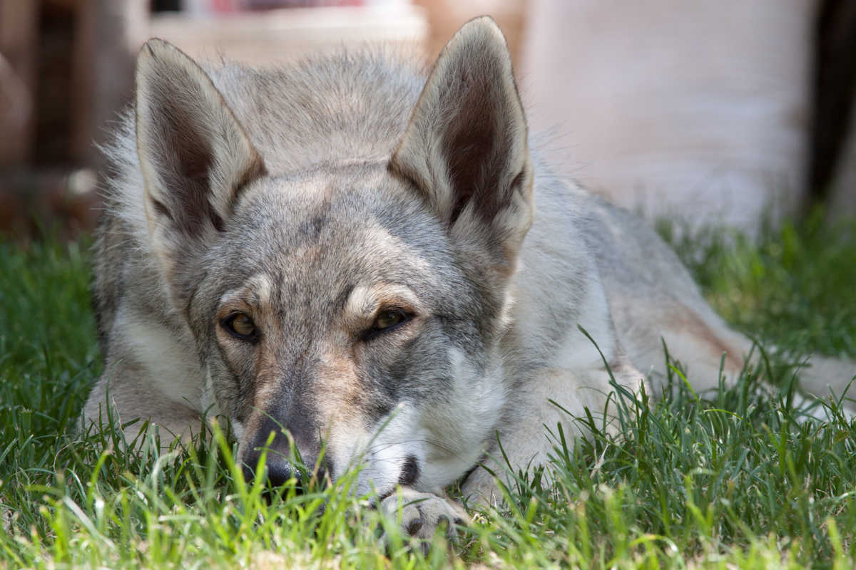 Chien loup tchcoslovaque