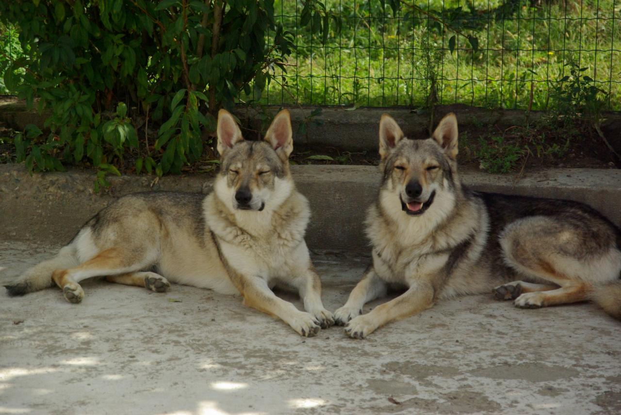 Chien loup tchcoslovaque