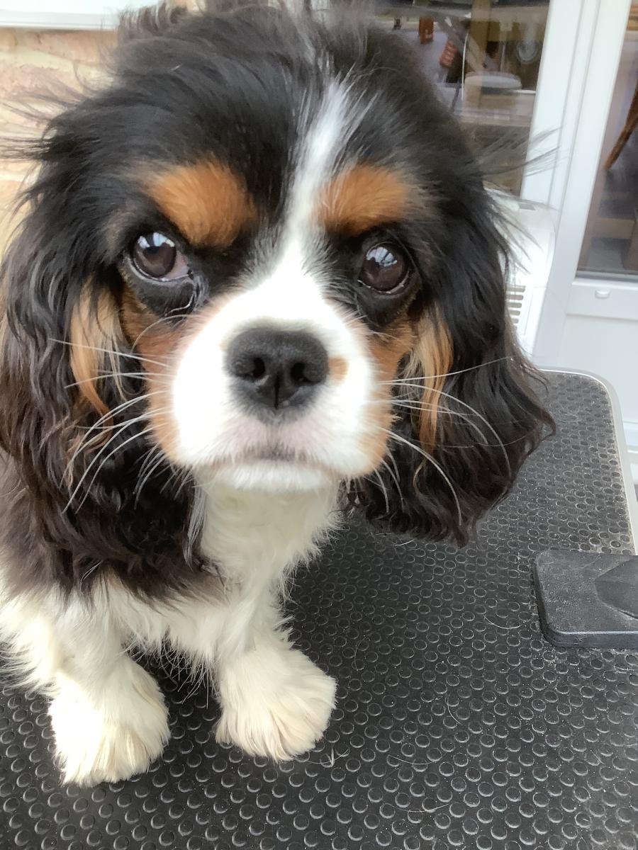 Les photos de Cavalier king charles spaniel de l'élevage Du Clos De La