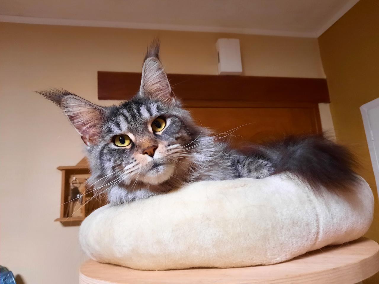 Maine coon