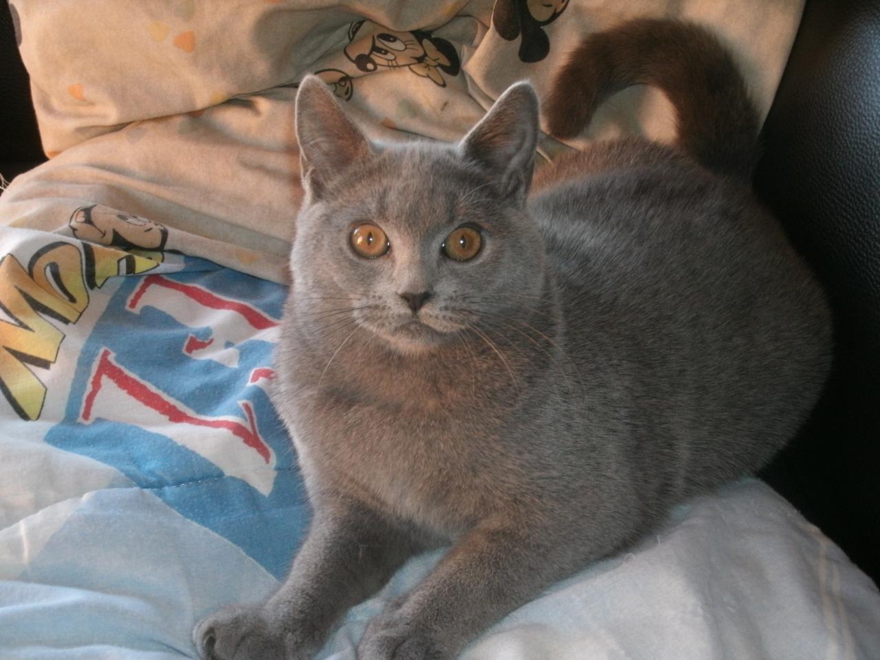 Chartreux