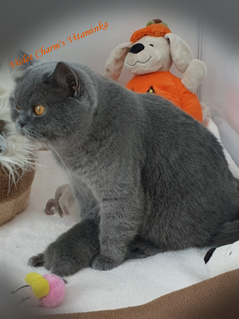 British shorthair