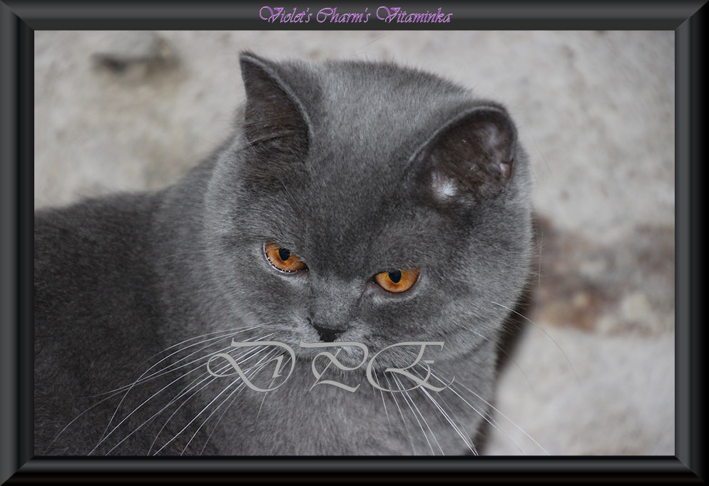 British shorthair