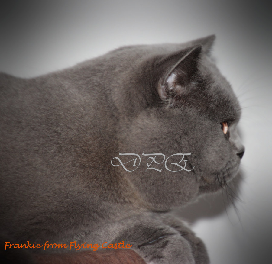 British shorthair