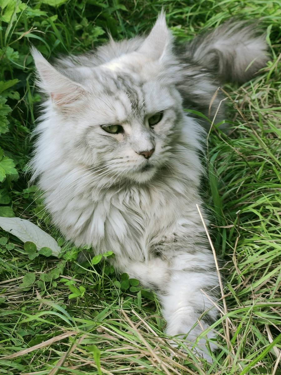 Maine coon