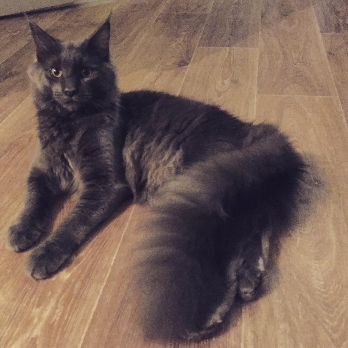 Maine coon