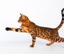 Elevage : <b>Praline Bengals</b> <span class='click'><a href='/eleveur,fiche,129,155570.html'>Ouvrir la fiche de l'éleveur</a></span>