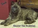 RARE Bouvier Des Ardennes