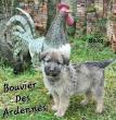 Rare Bouvier Des Ardennes