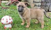 rare Bouvier Des Ardennes