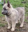 Rare Bouvier Des Ardennes