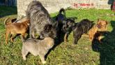 Rare Bouvier Des Ardennes