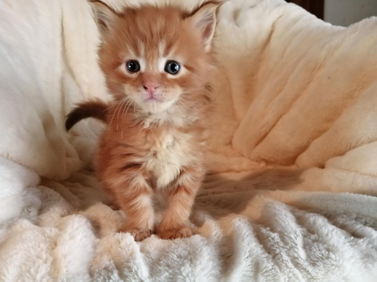 Maine coon