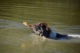 Polka, reproductrice, au rapport en eau profonde