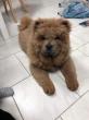 les chowchow