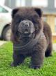 les chowchow