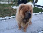 les chow chow