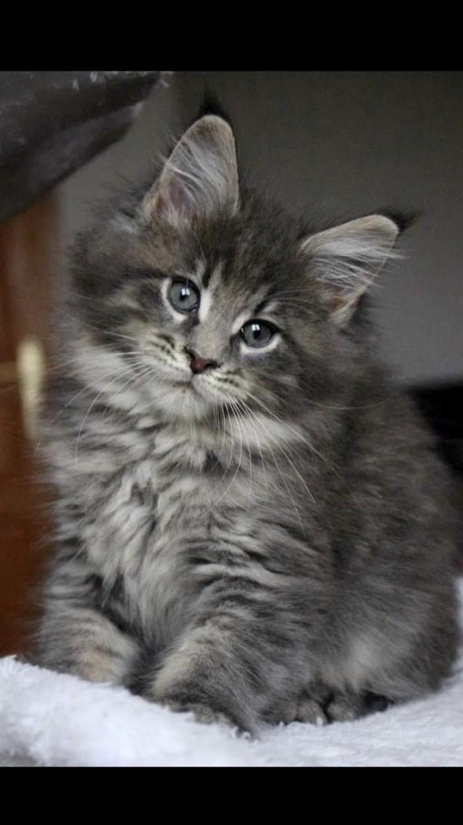 Maine coon