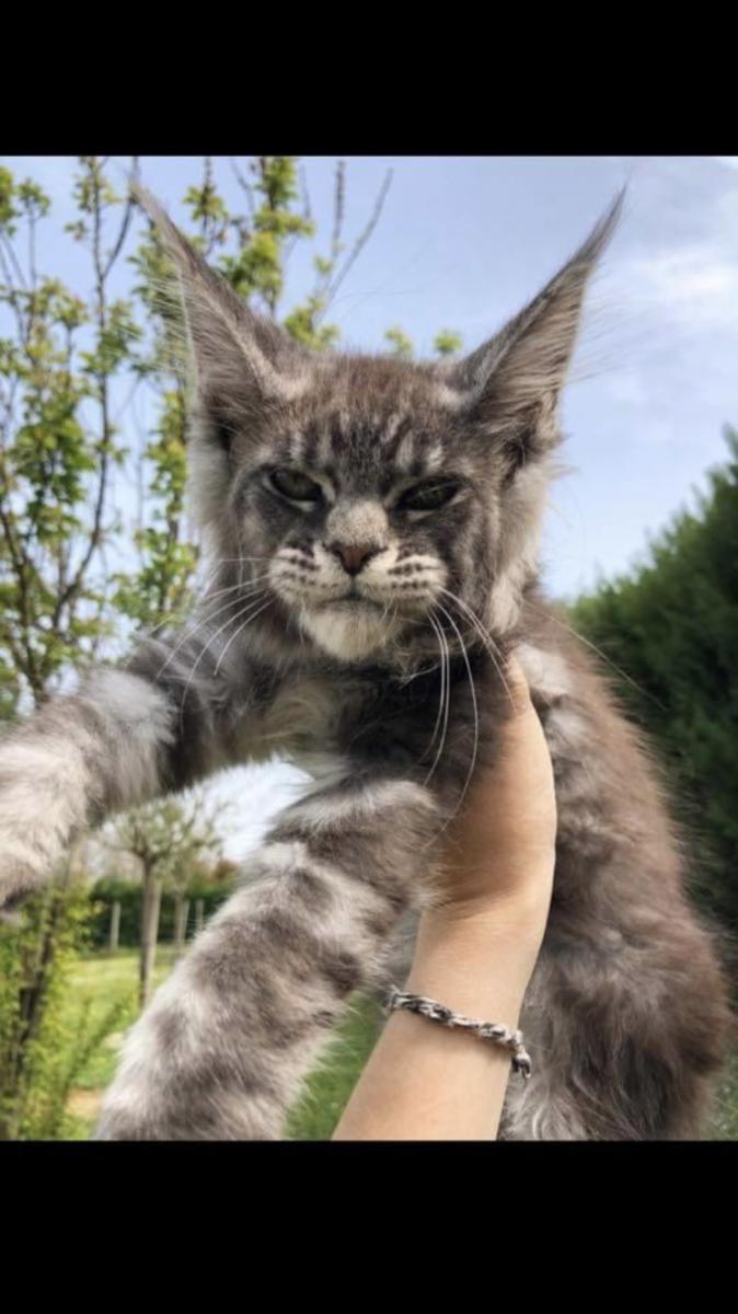 Maine coon