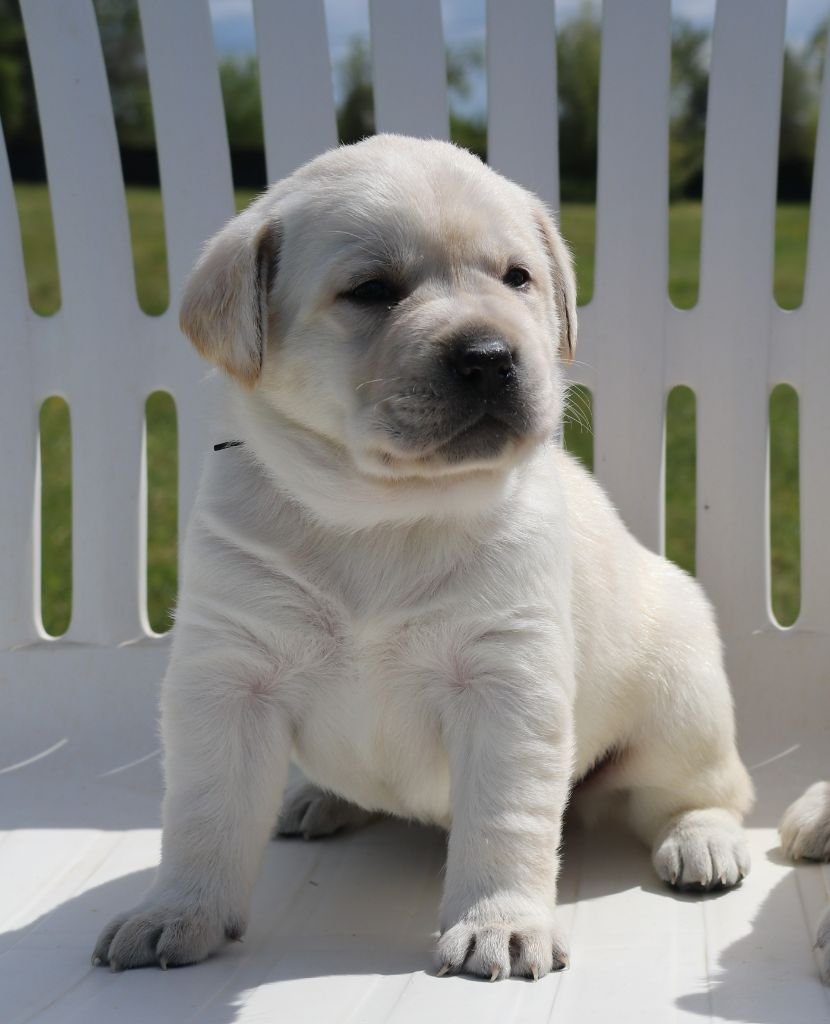 Labrador retriever