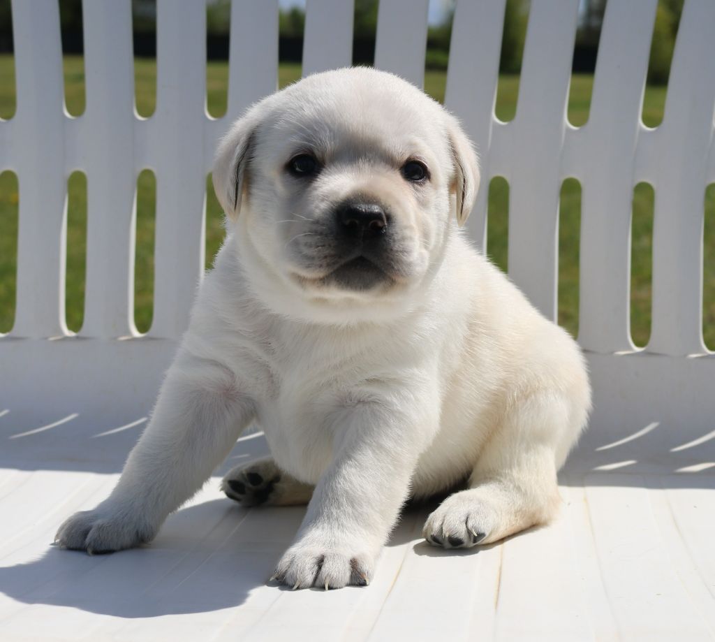 Labrador retriever